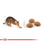 ROYAL CANIN® Feline Health Nutrition Active Life Outdoor