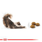 ROYAL CANIN® Feline Health Nutrition Indoor Long Hair Dry Food