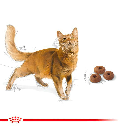 ROYAL CANIN® Feline Health Nutrition Regular Fit 32 Dry Food