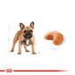 ROYAL CANIN® French Bulldog Adult Dry Food