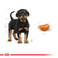 ROYAL CANIN® Rottweiler Puppy Dry Food