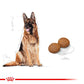 ROYAL CANIN® Size Health Nutrition Maxi Adult 5+ Dry Food