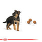 ROYAL CANIN® Size Health Nutrition Maxi Puppy Dry Food