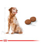 ROYAL CANIN® Size Health Nutrition Medium Adult 7+ Dry Food