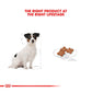 ROYAL CANIN® Size Health Nutrition Mini Adult 8+ Dry Food